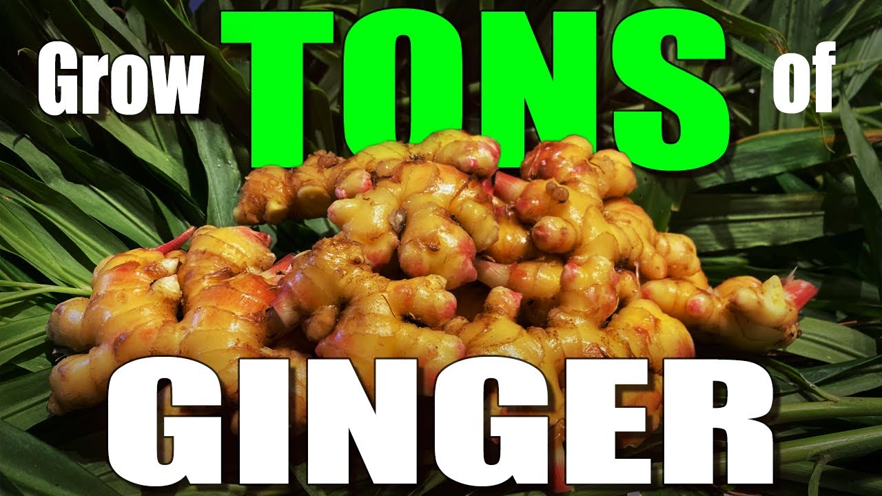 Ginger Root Figging
