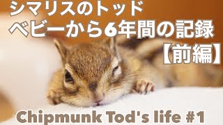 シマリスのトッド　ベビーから6年間の記録【前編】/Chipmunk Tod's life #1