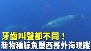 牙齒叫聲都不同！新物種鯨魚墨西哥外海現蹤 - 新發現海洋生物 - 新唐人亞太電視台