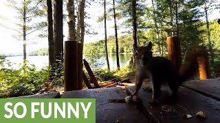 Squirrel too smart to be pranked