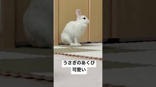 あくびの顔が好き。 #bunny #うさぎ #ネザーランドドワーフ #ペット #癒し #animal #rabbit