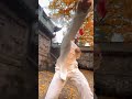 【古昂拳】一膝 一拳 一肘， 专治各种不服！ chinesekungfu kungfu