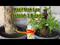 Stek Loa Batang Besar - Beginilah Pertumbuhan Loa Setelah Tiga Bulan Distek