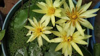 Saint Louis gold tropical water lily in our garden