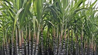 PONGAL  karumbu FESTIVAL பொங்கல் கரும்பு தோட்டம் sugarcane harvesting