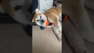 【秋田犬の陸奥】じーっと見てた #秋田犬 #子犬 #生後4ヶ月