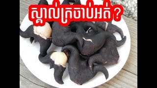 តោះមកស្គាល់ក្រចាប់ ឫក៏ស្នែងក្របីទាំងអស់គ្នា