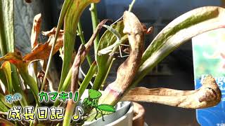 【冬のカマキリ成長日記】１０１日目