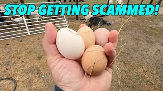 How I Fixed The Expensive Egg Shortage