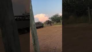 Elefante vs turisti