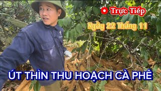 Trực tiếp. Út Thìn thu hoạch Cà Phê.#thichminhtue #minhtue