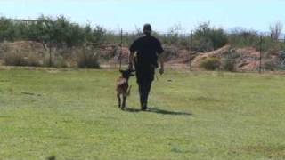 Police K9 obedience certification