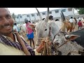 ఆదోని శుక్రవారం ఎద్దుల సంత సంతలో రేట్లు adoni bull s market oxen price s video s adoni