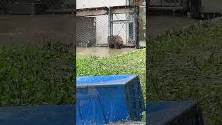 大好きな雨なのに出てこないコウくんを誘うフクくん笑 #wombat #ウォンバット #五月山動物園 #癒し動画 #フクくん #雨の日#濡れたく無い#でも遊びたい