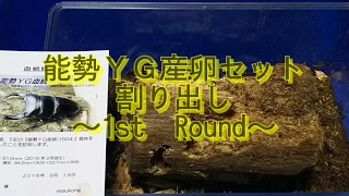 【割り出し】能勢YG (♂84×♀51)産卵セット割り出し ～1st  Round～