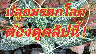 วัสดุปลูกอโกลนีมา วัสดุปลูกไม้มงคล วิธีการหมักใบก้ามปู วิธีการเปลี่ยนกระถางต้นอโกลนีมา