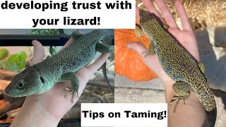 Tips on Taming your Lizard and Building Trust! | featuring the Jeweled Lacertas