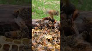 Western Honeybees Defend Their Hive Against a Giant Hornet