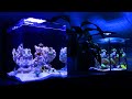 Nano Reef Tank Coral Unboxing (No Skimmer)