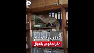 مشهد طريف لثعلب اقتحم مقراً حكومياً في العراق