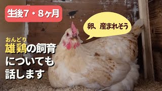 生後７・８ヶ月のにわとりたち　メスは産卵を始めました！雄鶏の飼育についても話します