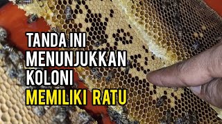 Tanda Sarang Apis Cerana Ada Ratu Lebahnya