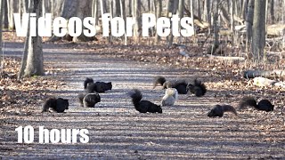 A Scurry of Squirrels, Red-bellied Woodpeckers and Forest Friends - 10 Hour Cat TV - Jan 02, 2024