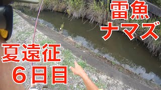 雷魚\u0026ナマズ釣り夏遠征6日目~飽くなき新規開拓~【026】虫くん釣りch