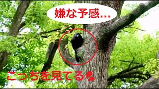 恐怖体験！カラスに尾行され、そして襲われる（Fear! Followed by a crow and attacked）