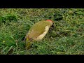 european birds – green woodpecker picus viridis