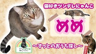 猫大好きツンデレ『めめちゃん』🎀正式譲渡🎀