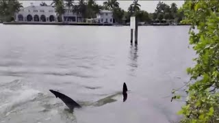 10-foot shark turns up in South Florida lake