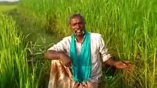 பாரம்பரிய காட்டுயானம் நெல் வகை - kattuyanam Rice variety