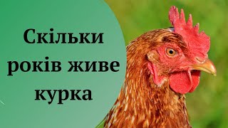 Скільки років живе курка домашня, на птахофабриці, бройлери, декоративна / скільки живе півень