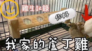 養蘆丁雞/好迷你啊！／蘆丁雞專用的節省空間設計/迷你飼料架