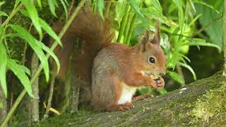 Red squirrel feeding at Peak Wildlife