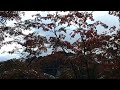 柏崎市、松雲山荘庭園の紅葉