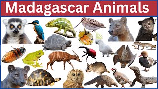 Discover the Unique Wildlife of Madagascar