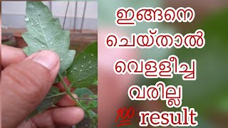 വെള്ളീച്ചയെ എങ്ങനെ തുരത്താം। how to get rid of white fly|Eastend Garden