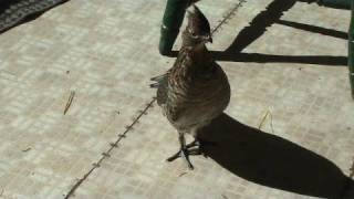 Partridge in Hunting Camp