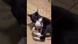 飼い猫かず君どら焼きでクレージーゴナクレージー#shorts#猫