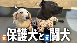 血の繋がりはないけど少しずつ仲良くなるピットブルと元保護犬ダックスが可愛すぎました