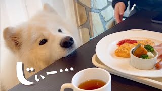 The Samoyed couldn't wait to eat the steak, it was so cute lol