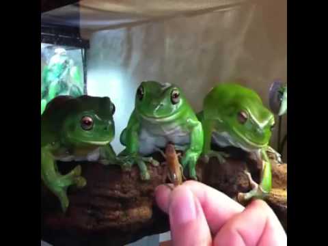 Cute Frog Youtube