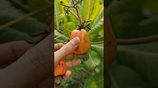 വീട്ടിലെ കുറച്ചു പഴങ്ങൾ വിളവെടുപ്പ്🥰#fruit #love 😍 #shorts #beautifulnature #naturalife #short