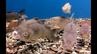 ニゴロブナ　Nigorobuna, Japanese crucian carp　　Carassius buergeri grandoculis