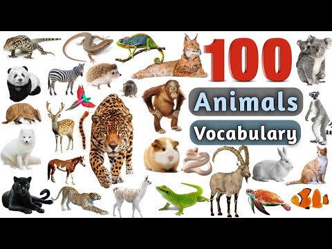 What is the another name of animal?
