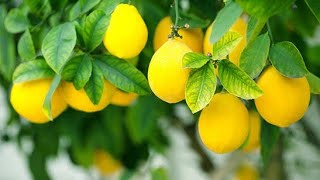 ചെറുനാരങ്ങയുടെ ഗുണങ്ങൾ | Benefits of Lemon |#BMCreate