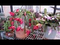 感謝祭のサボテンのお手入れ holidaycactus