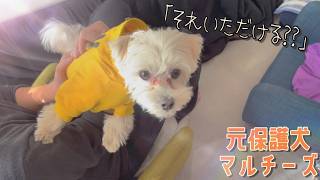 【元保護犬】2025年も絶好調のマルチーズ！お正月も元気な日常！♯078